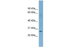 Image no. 1 for anti-Killer Cell Lectin-Like Receptor Subfamily F, Member 1 (KLRF1) (Middle Region) antibody (ABIN2782893)