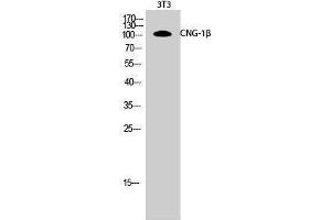 anti-Cyclic Nucleotide Gated Channel beta 1 (CNGB1) (Internal Region) antibody