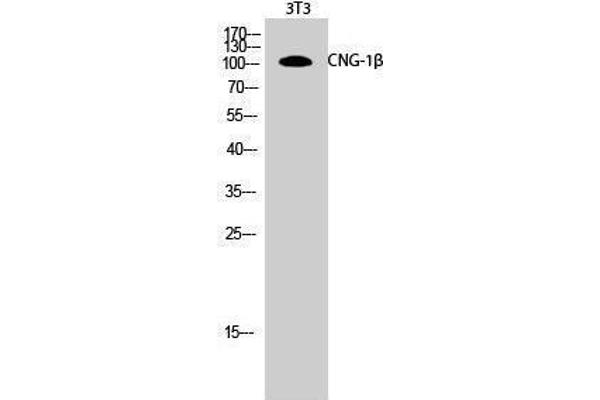 anti-Cyclic Nucleotide Gated Channel beta 1 (CNGB1) (Internal Region) antibody