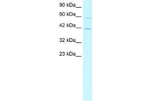 Image no. 1 for anti-CAMP Responsive Element Binding Protein 5 (CREB5) (N-Term) antibody (ABIN2792570)