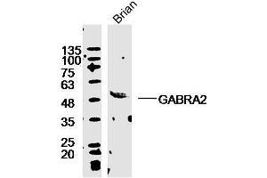 GABRA2 Antikörper  (AA 185-280)