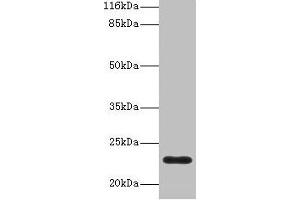C8G antibody  (AA 21-202)