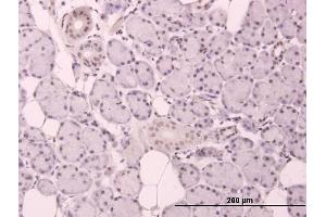 Immunoperoxidase of purified MaxPab antibody to CCND3 on formalin-fixed paraffin-embedded human salivary gland.