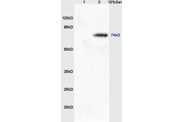 MASP2 antibody  (AA 351-450)