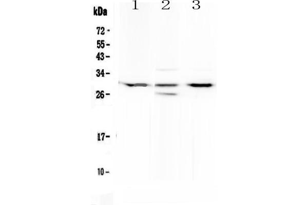 anti-Mediator Complex Subunit 8 (MED8) (AA 1-195) antibody