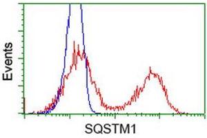 Image no. 5 for anti-Sequestosome 1 (SQSTM1) antibody (ABIN1499988)