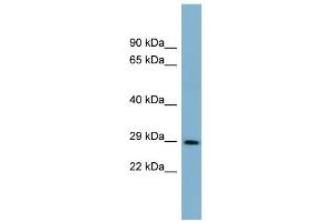 Image no. 1 for anti-Defective in Cullin Neddylation 1, Domain Containing 1 (DCUN1D1) (Middle Region) antibody (ABIN2775481)