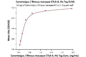 Image no. 3 for Cytotoxic T-Lymphocyte-Associated Protein 4 (CTLA4) (AA 37-160) (Active) protein (His tag) (ABIN2180926)