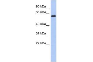 Image no. 1 for anti-Kelch-Like 7 (KLHL7) (Middle Region) antibody (ABIN2786590)