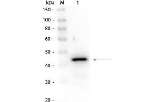 Image no. 1 for anti-Alcohol Dehydrogenase (ADH) antibody (Biotin) (ABIN1607773)