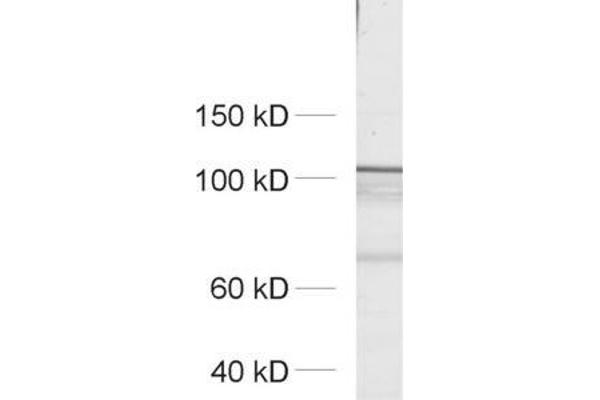 ERC2 antibody  (AA 655-670)