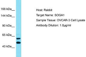 SOGA1 antibody  (C-Term)