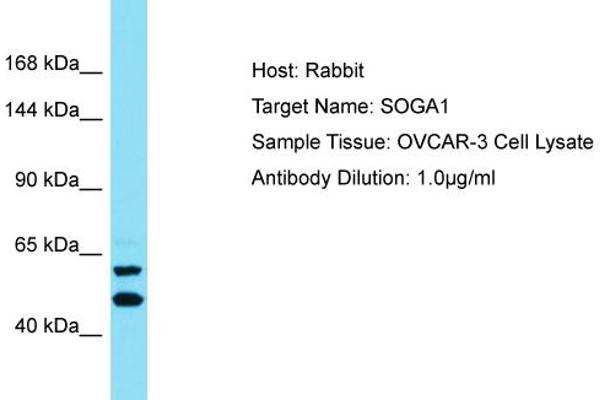 SOGA1 antibody  (C-Term)