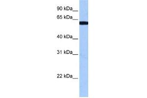 Image no. 1 for anti-RNA Binding Motif Protein 14 (RBM14) (N-Term) antibody (ABIN634248)