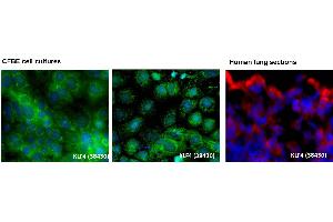 Image no. 5 for anti-Kruppel-Like Factor 4 (Gut) (KLF4) (C-Term) antibody (ABIN2780577)