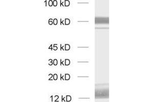 Image no. 1 for anti-Cell Adhesion Molecule 4 (CADM4) (AA 376-388) antibody (ABIN1742494)