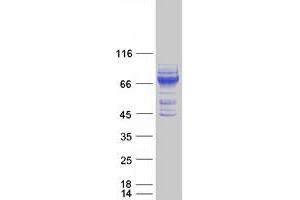 Image no. 1 for Integrin alpha FG-GAP Repeat Containing 3 (ITFG3) protein (Myc-DYKDDDDK Tag) (ABIN2723890)