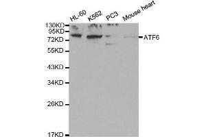 Western blot analysis of extracts of various cell lines, using ATF6 antibody.