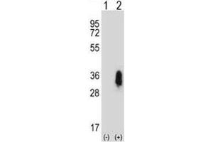 Image no. 2 for anti-CD27 Molecule (CD27) (AA 196-225) antibody (ABIN3030375)