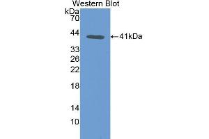 Image no. 1 for anti-Transferrin (TF) (AA 360-683) antibody (ABIN1078590)