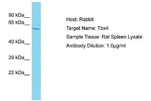 anti-T-Box 4 (TBX4) (N-Term) antibody