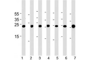 Image no. 1 for anti-CCAAT/enhancer Binding Protein (C/EBP), delta (CEBPD) (AA 161-189) antibody (ABIN3030349)