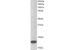 Image no. 2 for anti-Parkinson Protein 7 (PARK7) (C-Term) antibody (ABIN184951)