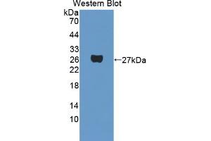 Image no. 2 for anti-phosphoprotein Associated with Glycosphingolipid Microdomains 1 (PAG1) (AA 138-357) antibody (ABIN5014124)