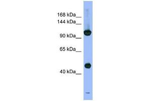 Image no. 1 for anti-Proteasome (Prosome, Macropain) 26S Subunit, Non-ATPase, 1 (PSMD1) antibody (ABIN634203)