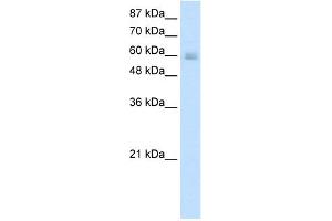 Image no. 1 for anti-GATA Zinc Finger Domain Containing 2B (GATAD2B) (N-Term) antibody (ABIN2781110)