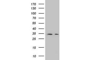 Image no. 1 for anti-Developmental Pluripotency Associated 2 (DPPA2) (AA 1-175) antibody (ABIN1490596)