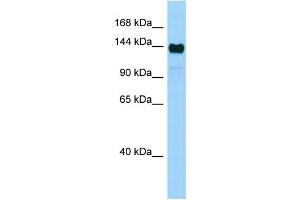 Image no. 1 for anti-AF4/FMR2 Family, Member 4 (AFF4) (Middle Region) antibody (ABIN2777472)