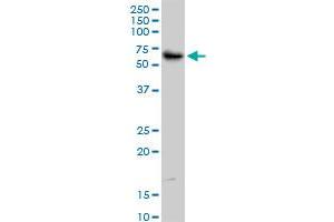 TRIM55 monoclonal antibody (M02), clone 1A1.