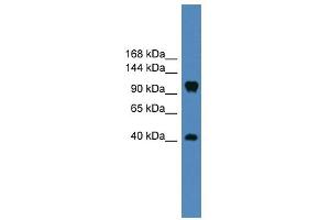 Image no. 1 for anti-Contactin 1 (CNTN1) (Middle Region) antibody (ABIN2788063)