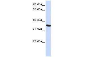 Image no. 1 for anti-Developmental Pluripotency Associated 2 (DPPA2) (N-Term) antibody (ABIN2785034)