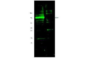Western blot using  Affinity Purified anti-Hif antibody shows detection of a band ~72 kDa corresponding to mouse Hif3a (arrowhead).