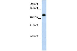 Image no. 1 for anti-Hydroxyacid Oxidase (Glycolate Oxidase) 1 (HAO1) (C-Term) antibody (ABIN2775438)