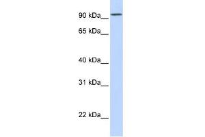 Image no. 1 for anti-Dipeptidyl-Peptidase 6 (DPP6) (Middle Region) antibody (ABIN2782044)
