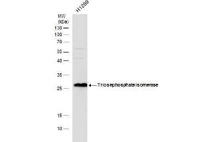 Image no. 1 for anti-Triosephosphate Isomerase 1 (TPI1) (C-Term) antibody (ABIN2855867)
