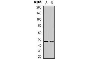 Image no. 1 for anti-WW Domain Containing Oxidoreductase (WWOX) (N-Term), (pTyr33) antibody (ABIN2801365)