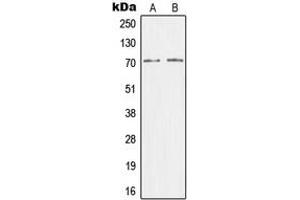 Image no. 1 for anti-Mediator Complex Subunit 26 (MED26) (N-Term) antibody (ABIN2707450)