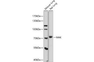 MAK anticorps  (AA 370-435)