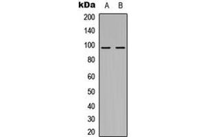 Western blot analysis of NOM1 expression in HEK293T (A), H9C2 (B) whole cell lysates.