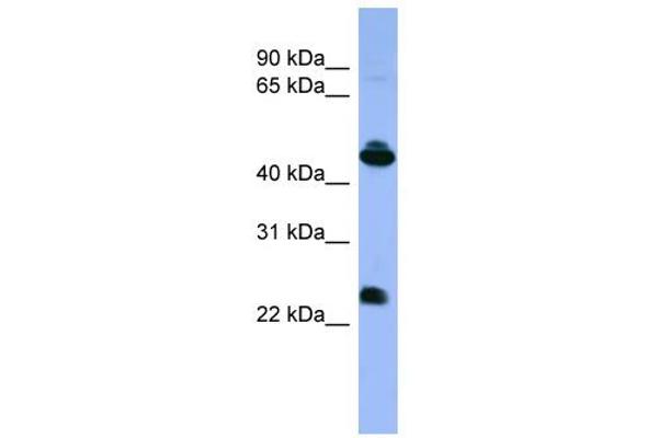 anti-Opsin 1 (Cone Pigments), Medium-Wave-Sensitive (OPN1MW) (C-Term) antibody