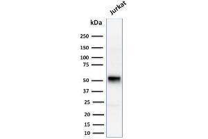 Image no. 1 for anti-Cyclin E1 (CCNE1) (AA 10-176) antibody (ABIN6940994)