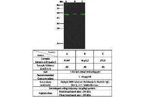 Image no. 1 for anti-alpha 1 Microglobulin/bikunin precursor (AMBP) (AA 1-202) antibody (ABIN6925761)