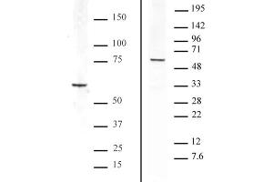 Bcl3 antibody tested by Western blot.