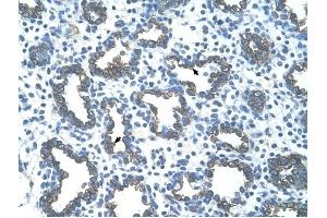 Image no. 1 for anti-GNAS Complex Locus (GNAS) (N-Term) antibody (ABIN630225)