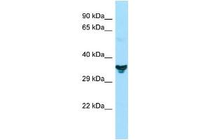 Image no. 1 for anti-Nucleotide Binding Protein-Like (NUBPL) (N-Term) antibody (ABIN2790828)