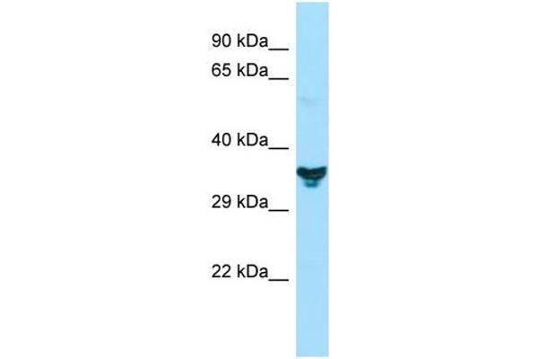 anti-Nucleotide Binding Protein-Like (NUBPL) (N-Term) antibody